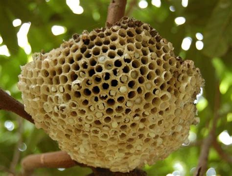 蜜蜂窝在家|家里来一窝蜜蜂怎么办